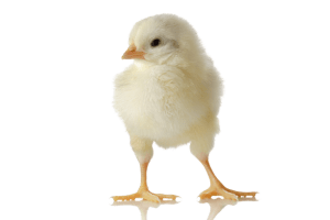 Day-old Chicks